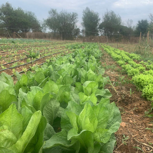 Filosofia - Agricoltura | Tenuta Mivea